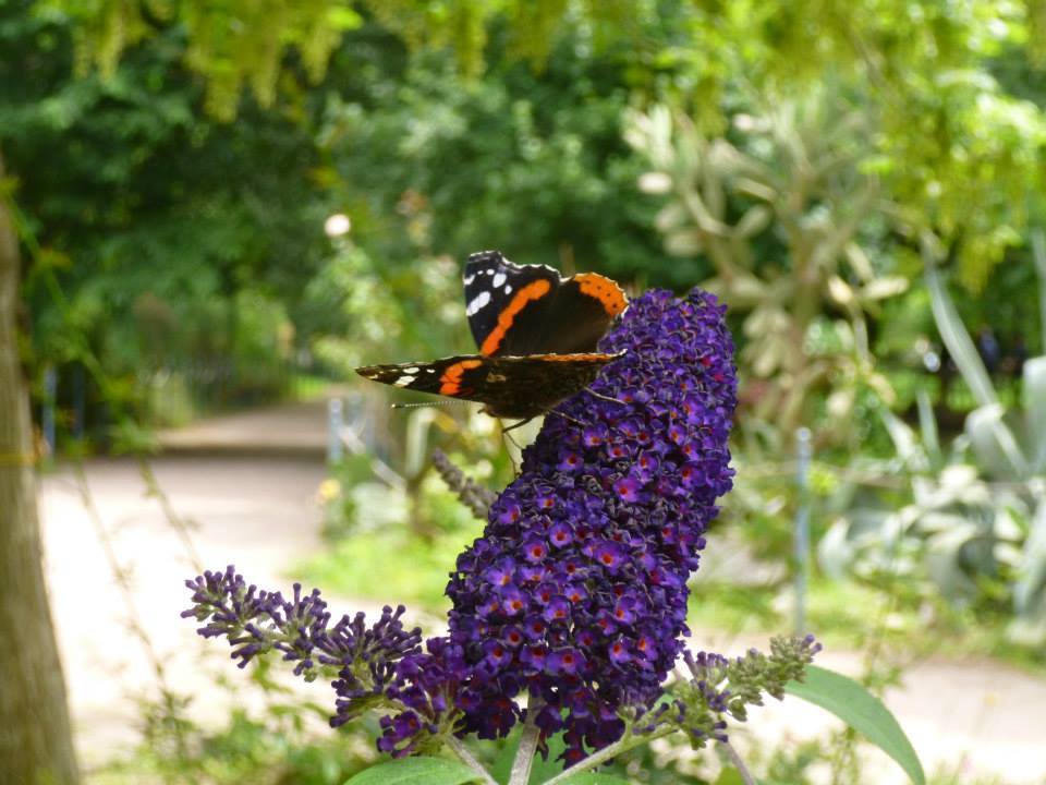 giardino11