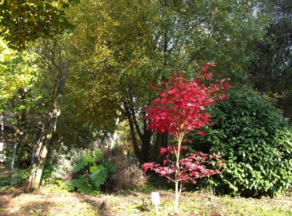 giardino13