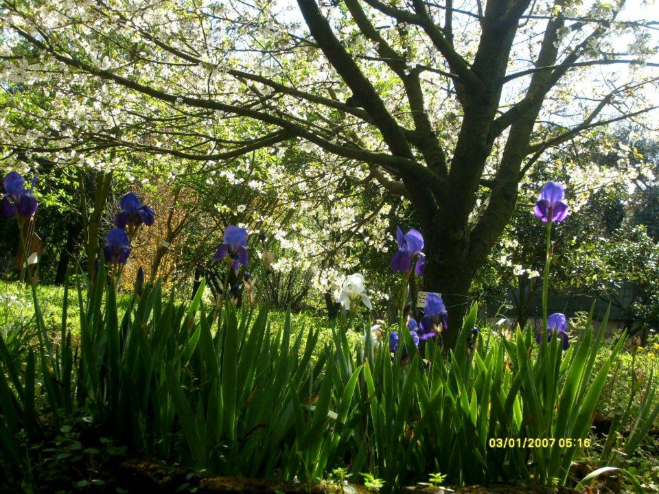 giardino5
