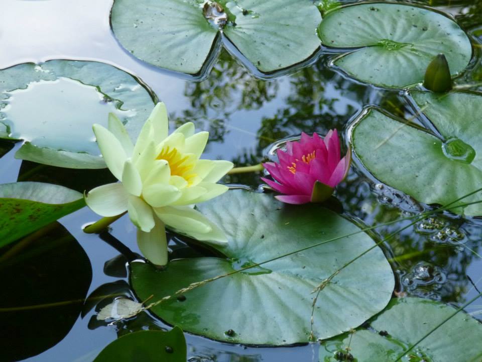 giardino6